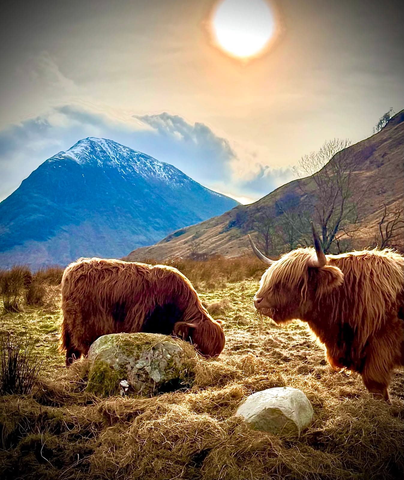 Highland cows at golden hour