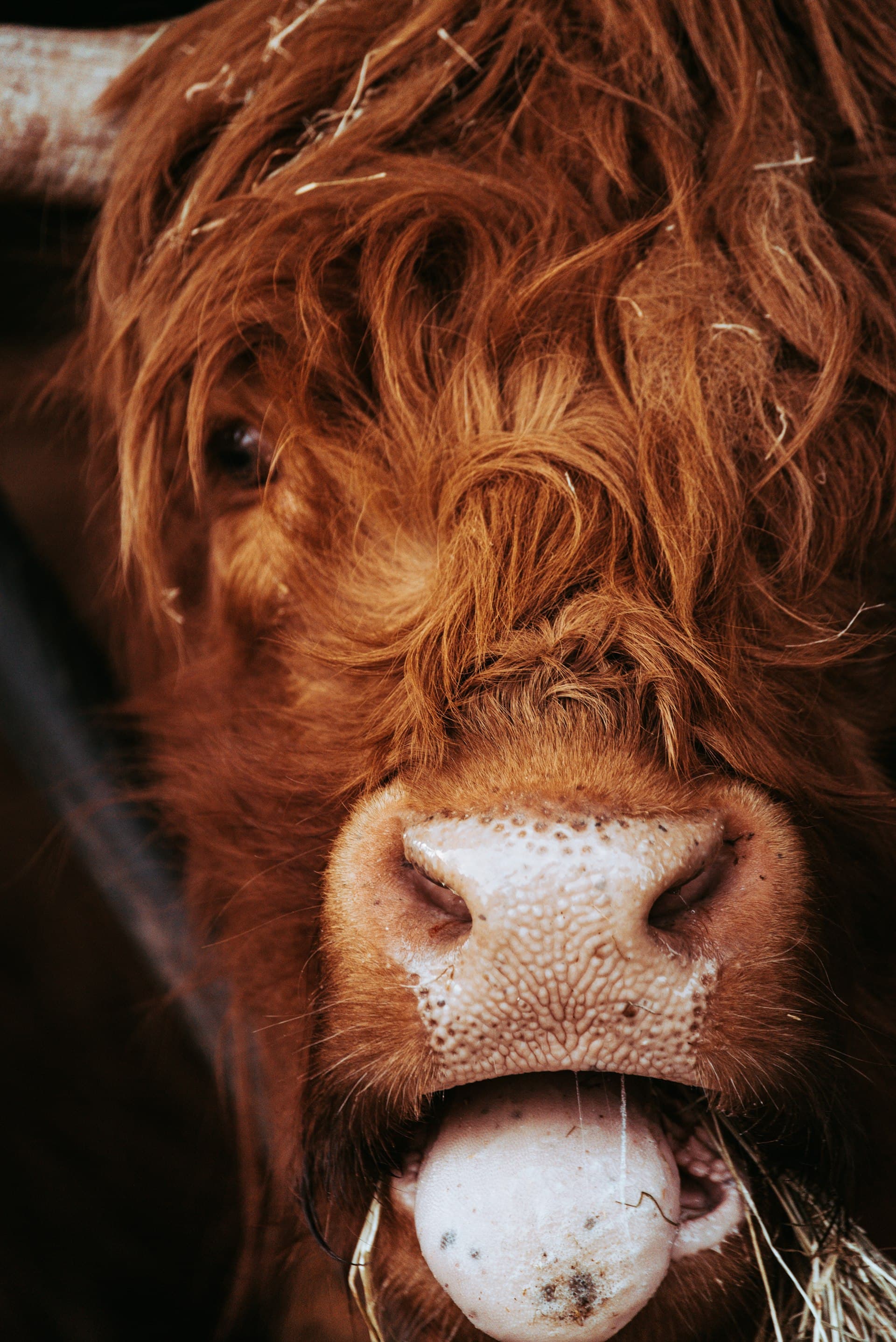 Highland Cows Experience