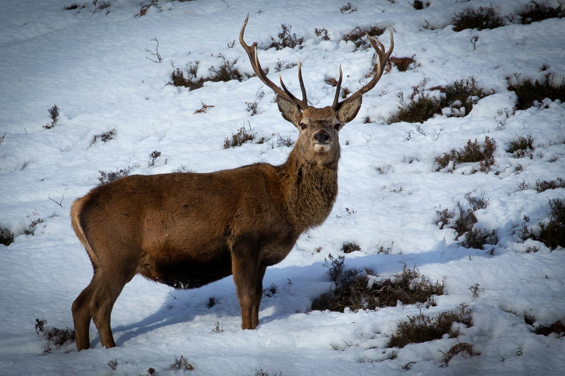 Scottish Deer Experience